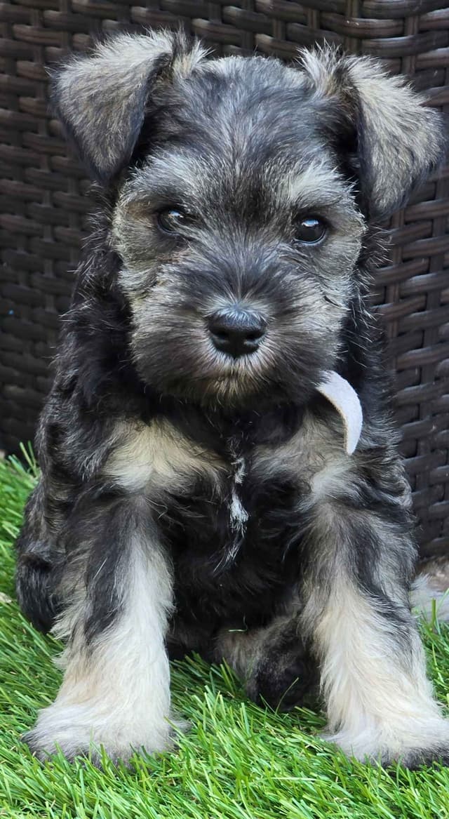 Sire and Dam from Ireland-Miniature Schnauzer Puppies media 4