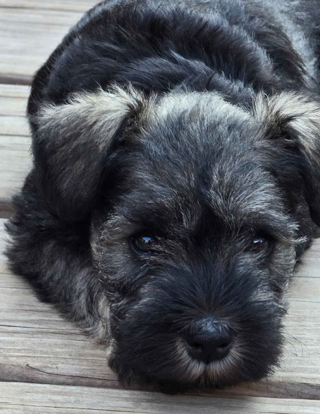 Sire and Dam from Ireland-Miniature Schnauzer Puppies media 15