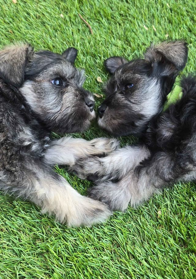 Sire and Dam from Ireland-Miniature Schnauzer Puppies media 13