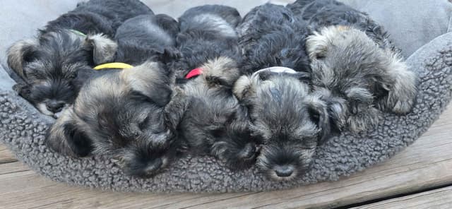 Sire and Dam from Ireland-Miniature Schnauzer Puppies media 14