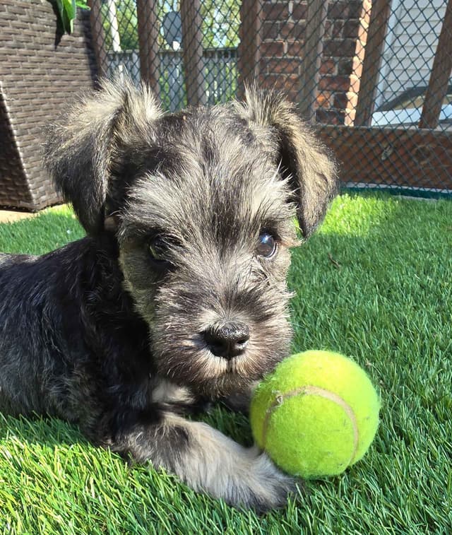 Sire and Dam from Ireland-Miniature Schnauzer Puppies media 7