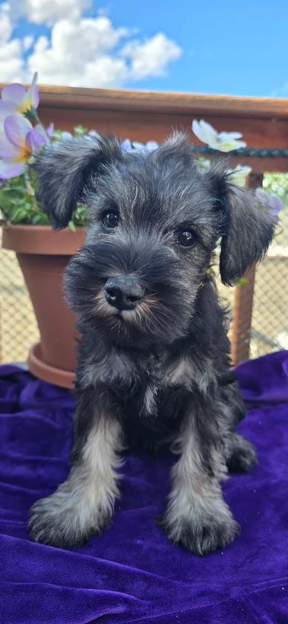 Sire and Dam from Ireland-Miniature Schnauzer Puppies media 3
