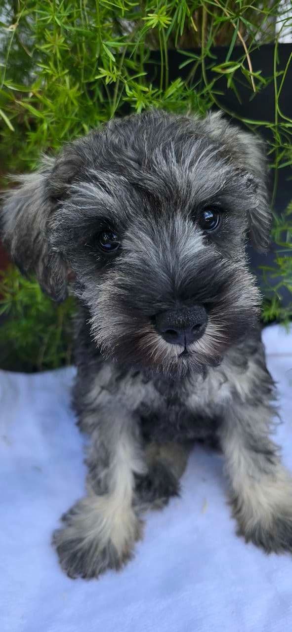 Sire and Dam from Ireland-Miniature Schnauzer Puppies media 12