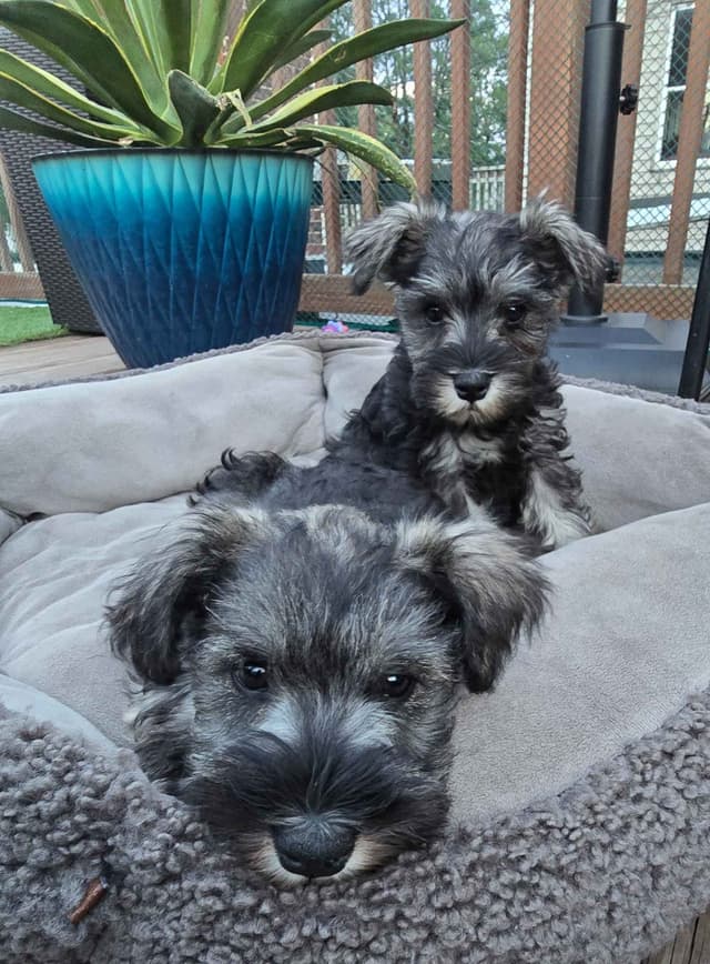 Sire and Dam from Ireland-Miniature Schnauzer Puppies media 2