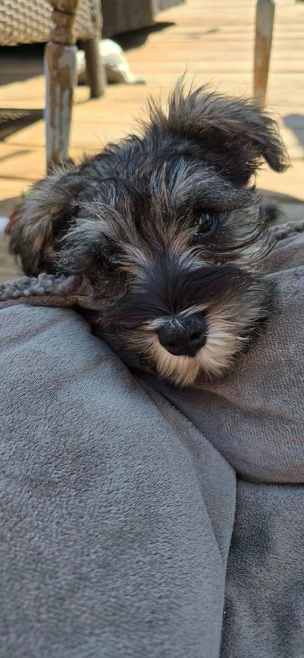 Sire and Dam from Ireland-Miniature Schnauzer Puppies media 16