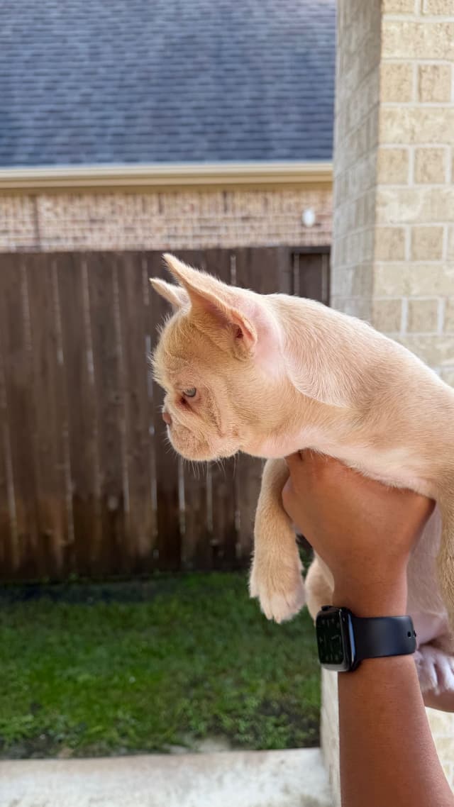 French Bulldog Puppies media 6