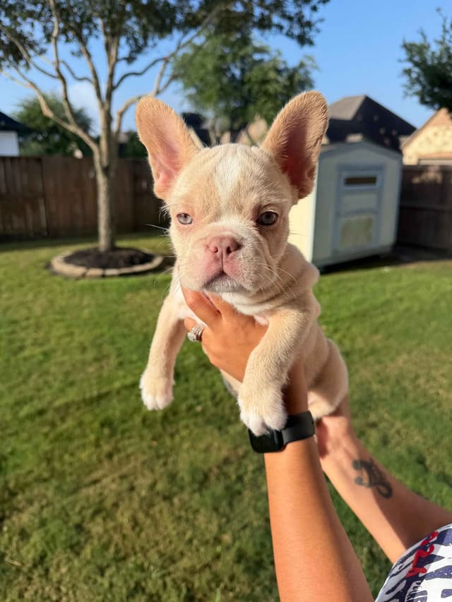 French Bulldog Puppies media 7