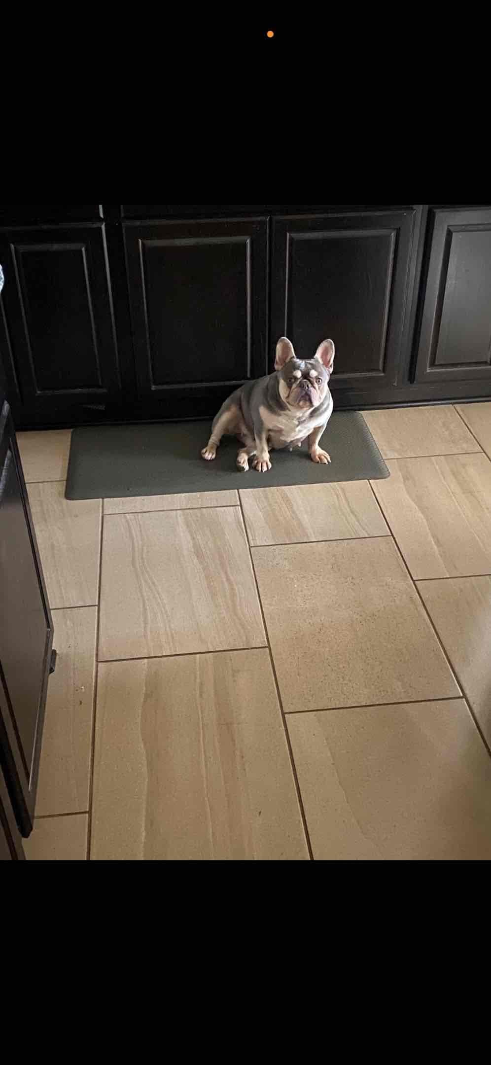French Bulldog Puppies breeder image 1
