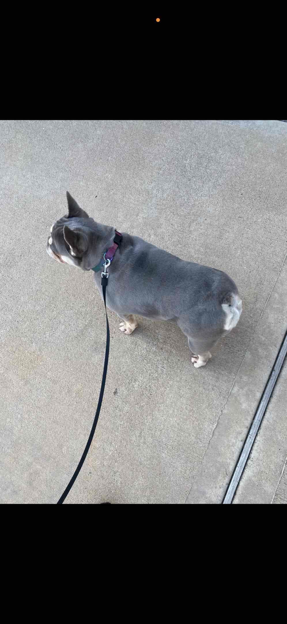 French Bulldog Puppies breeder image 2