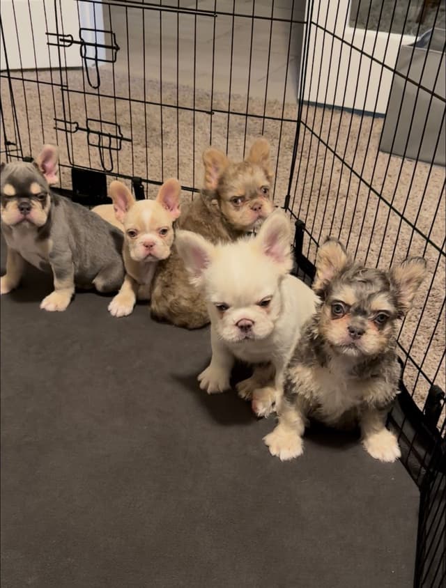 French Bulldog Puppies media 8