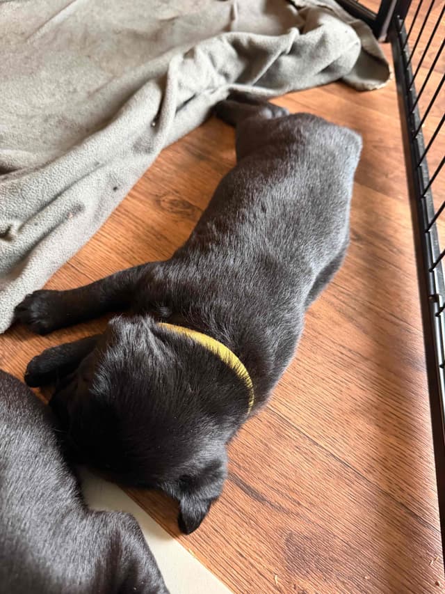 Labrador Retriever Puppies media 3