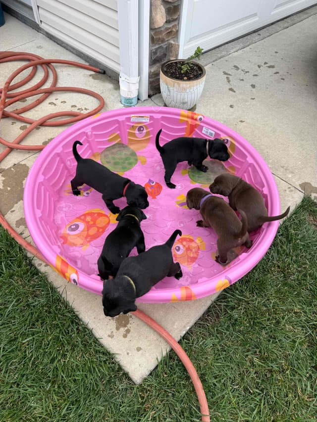 Labrador Retriever Puppies media 4