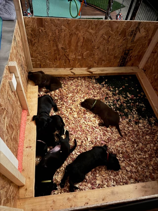 Labrador Retriever Puppies media 6