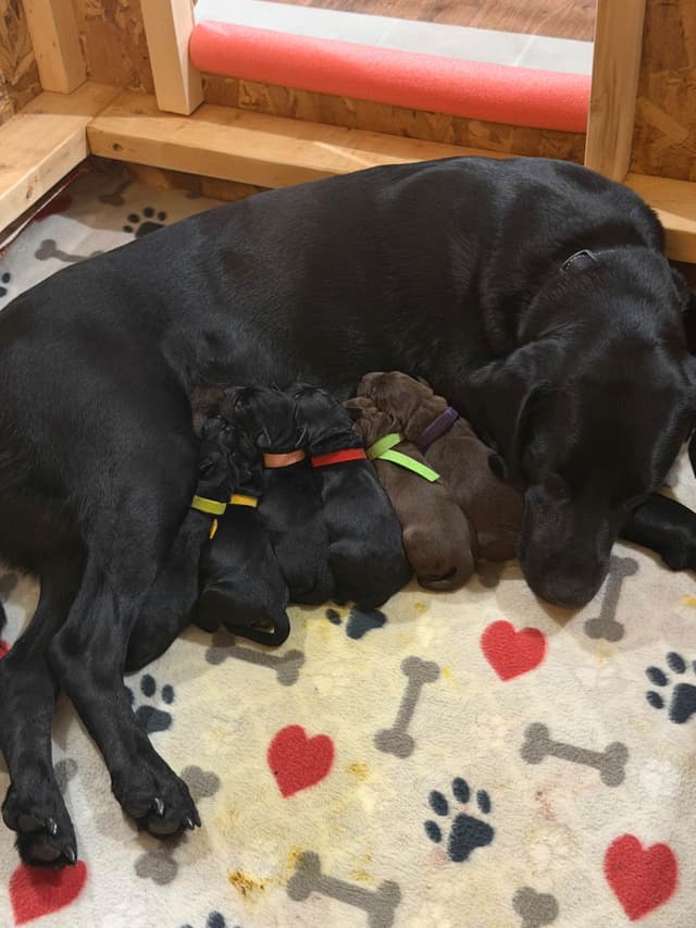 Labrador Retriever Puppies media 7
