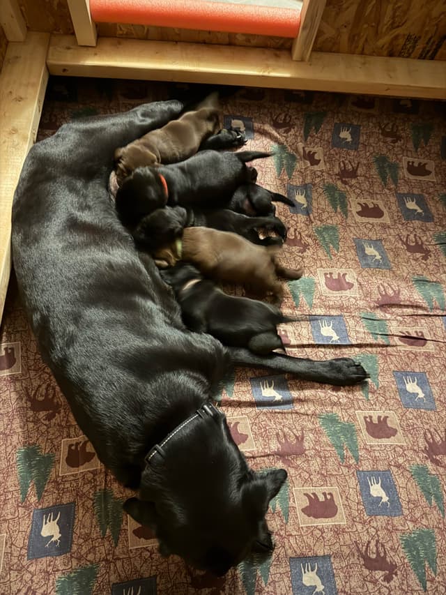 Labrador Retriever Puppies media 8