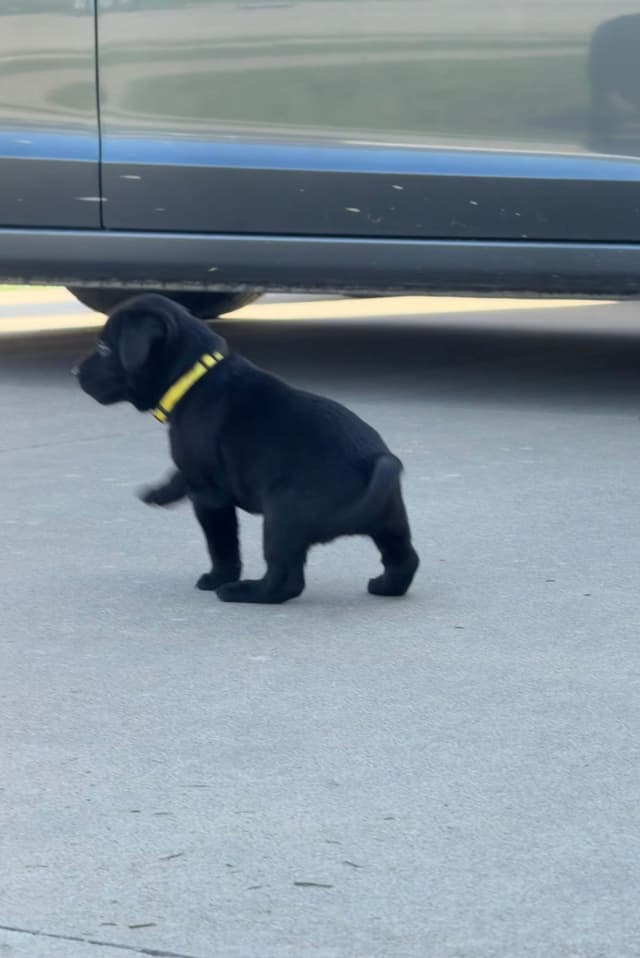 Labrador Retriever Puppies media 9