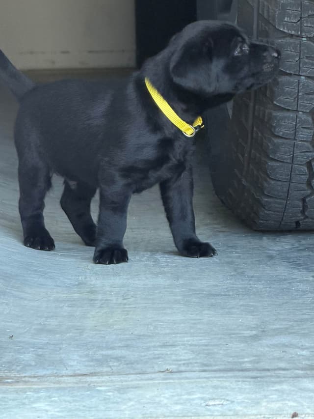 Labrador Retriever Puppies media 11