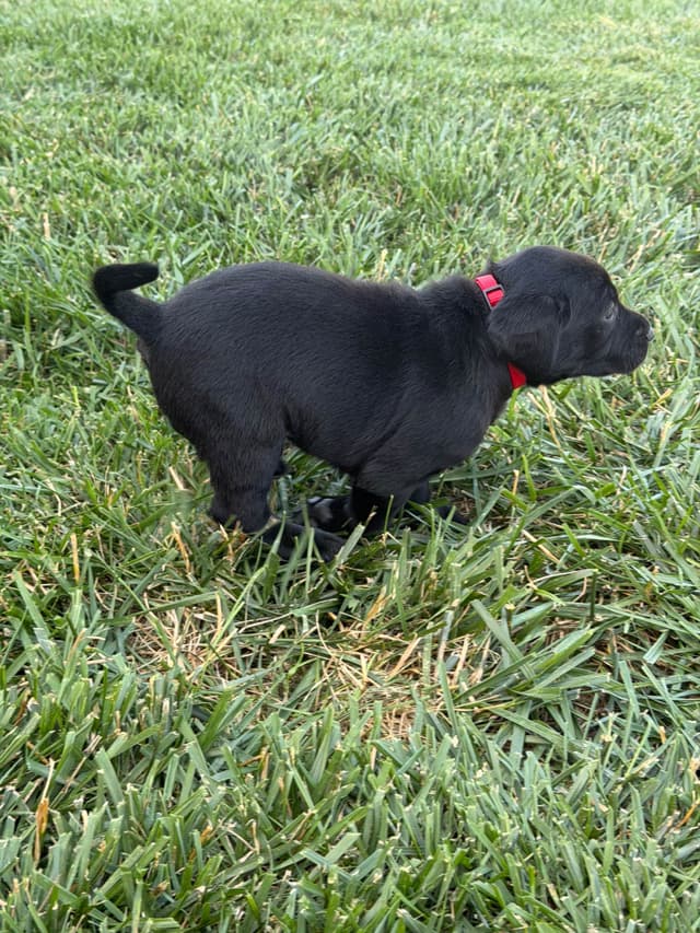 Labrador Retriever Puppies media 12