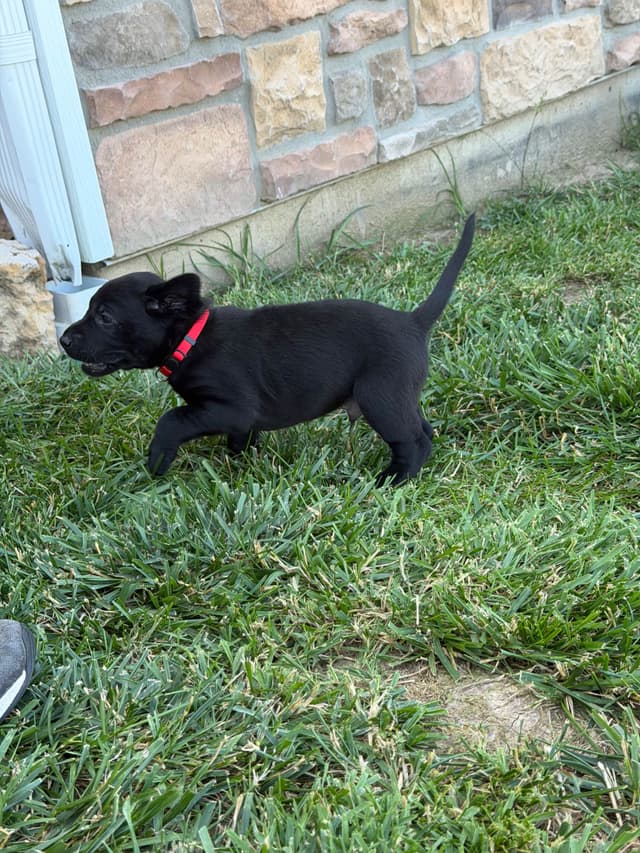 Labrador Retriever Puppies media 13