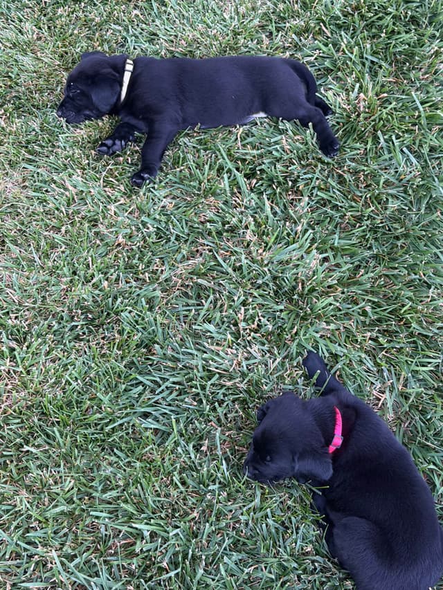 Labrador Retriever Puppies media 14