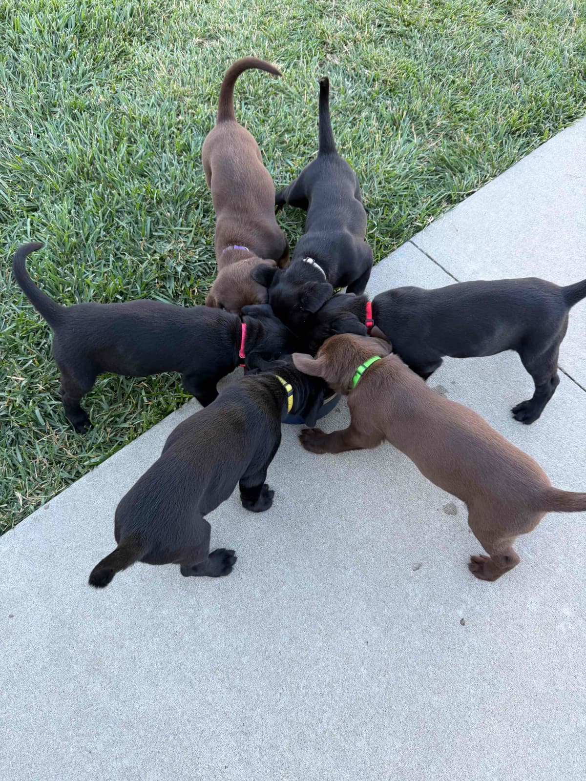 Labrador Retriever Puppies breeder image 4