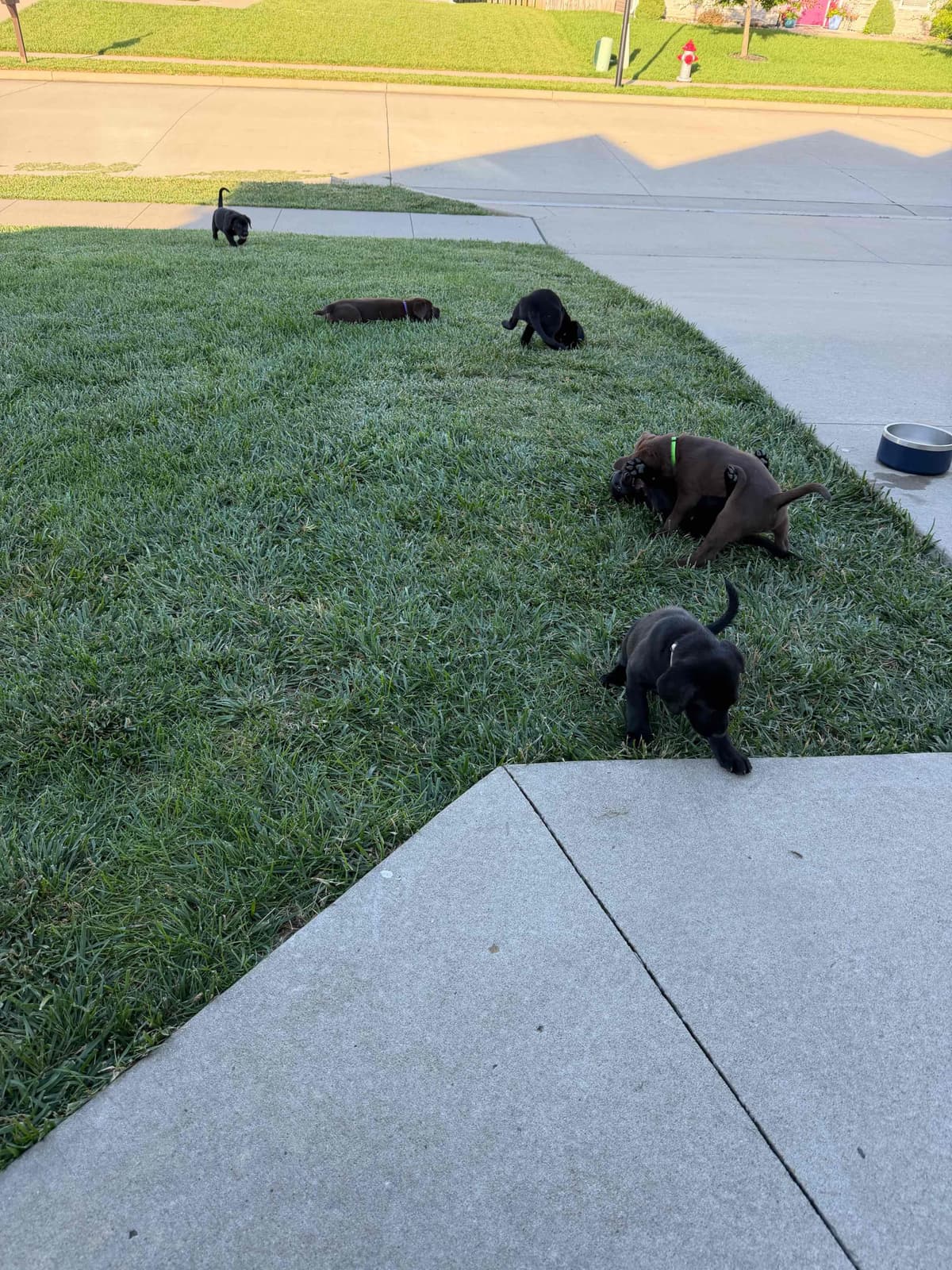 Labrador Retriever Puppies breeder image 3