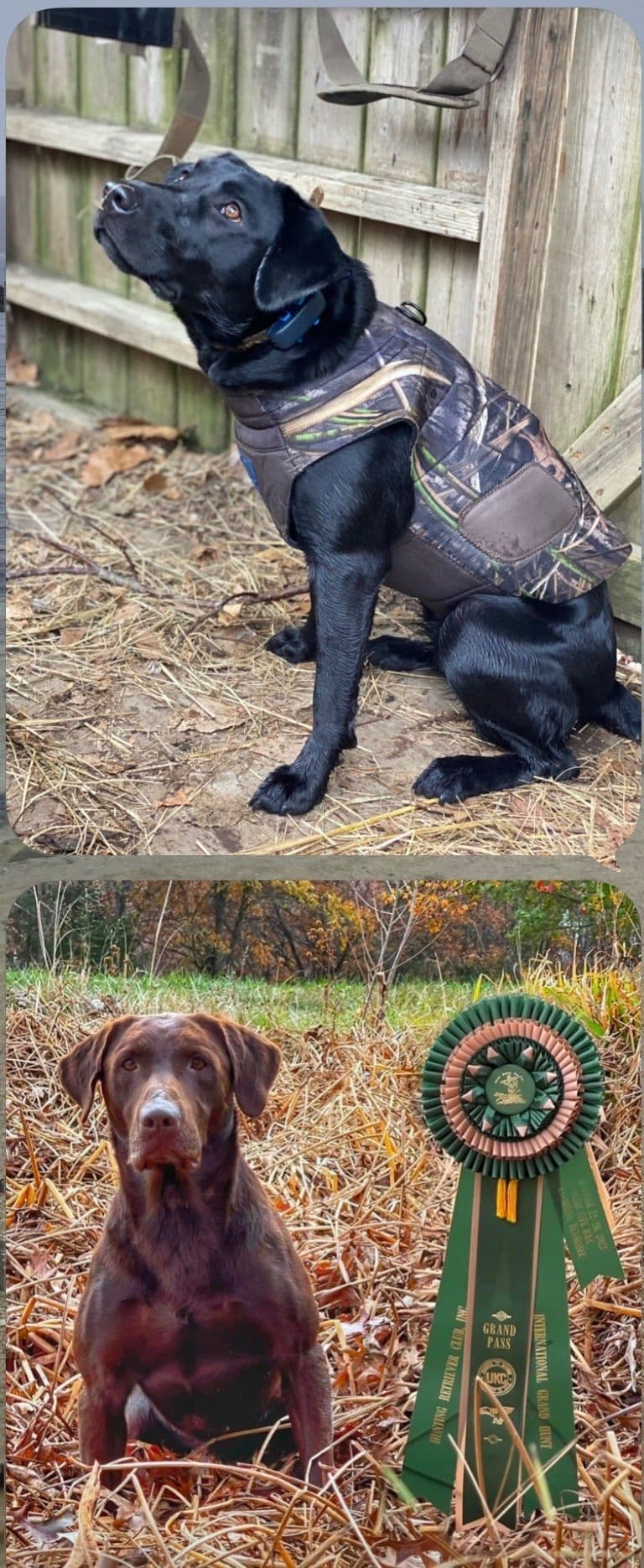Labrador Retriever Puppies breeder image 5