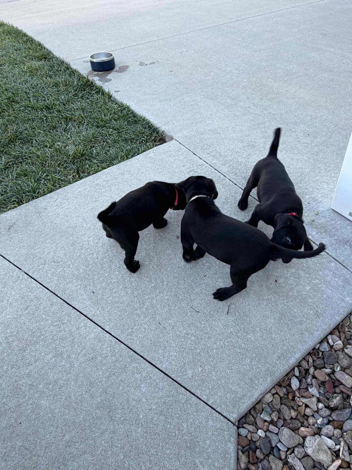 Labrador Retriever Puppies breeder image 6