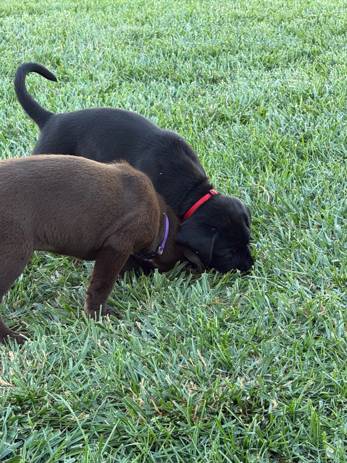 Labrador Retriever Puppies breeder image 7
