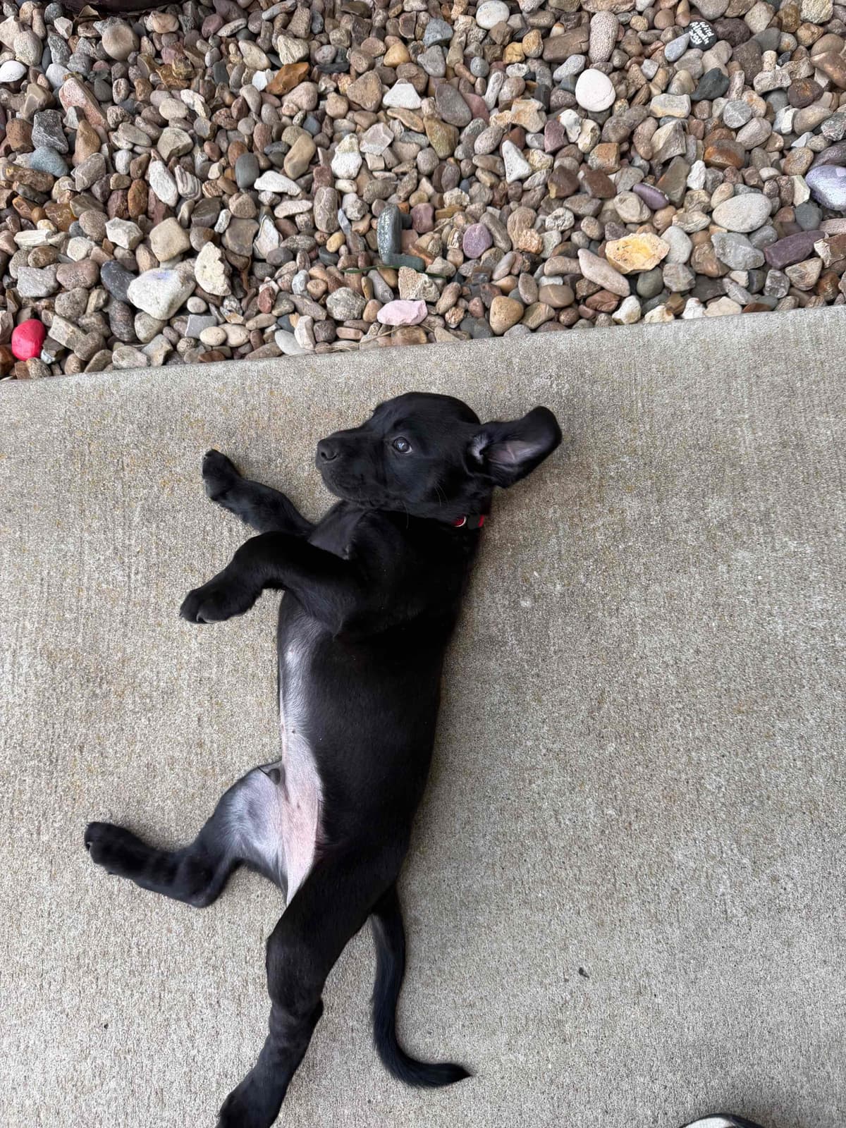 Labrador Retriever Puppies breeder image 8
