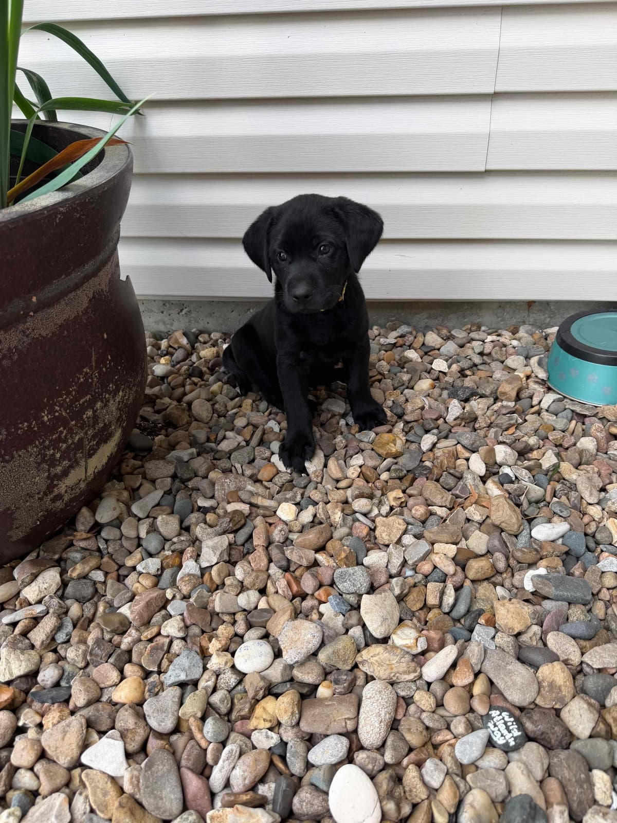 Labrador Retriever Puppies breeder image 9