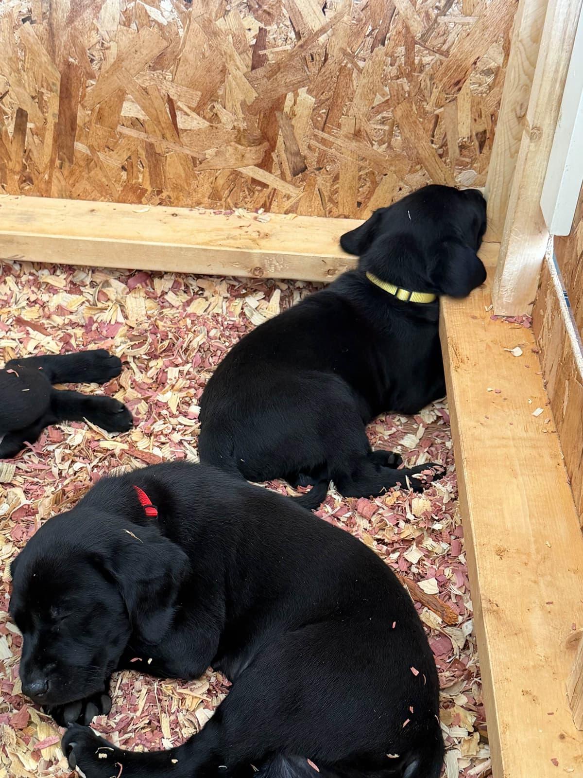 Labrador Retriever Puppies breeder image 10