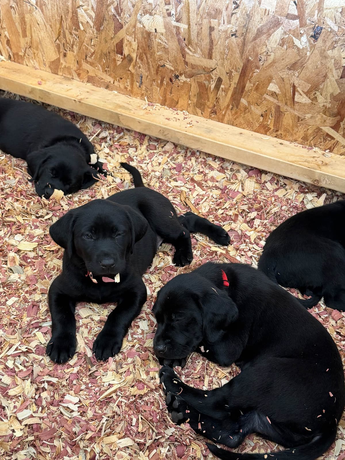 Labrador Retriever Puppies breeder image 11