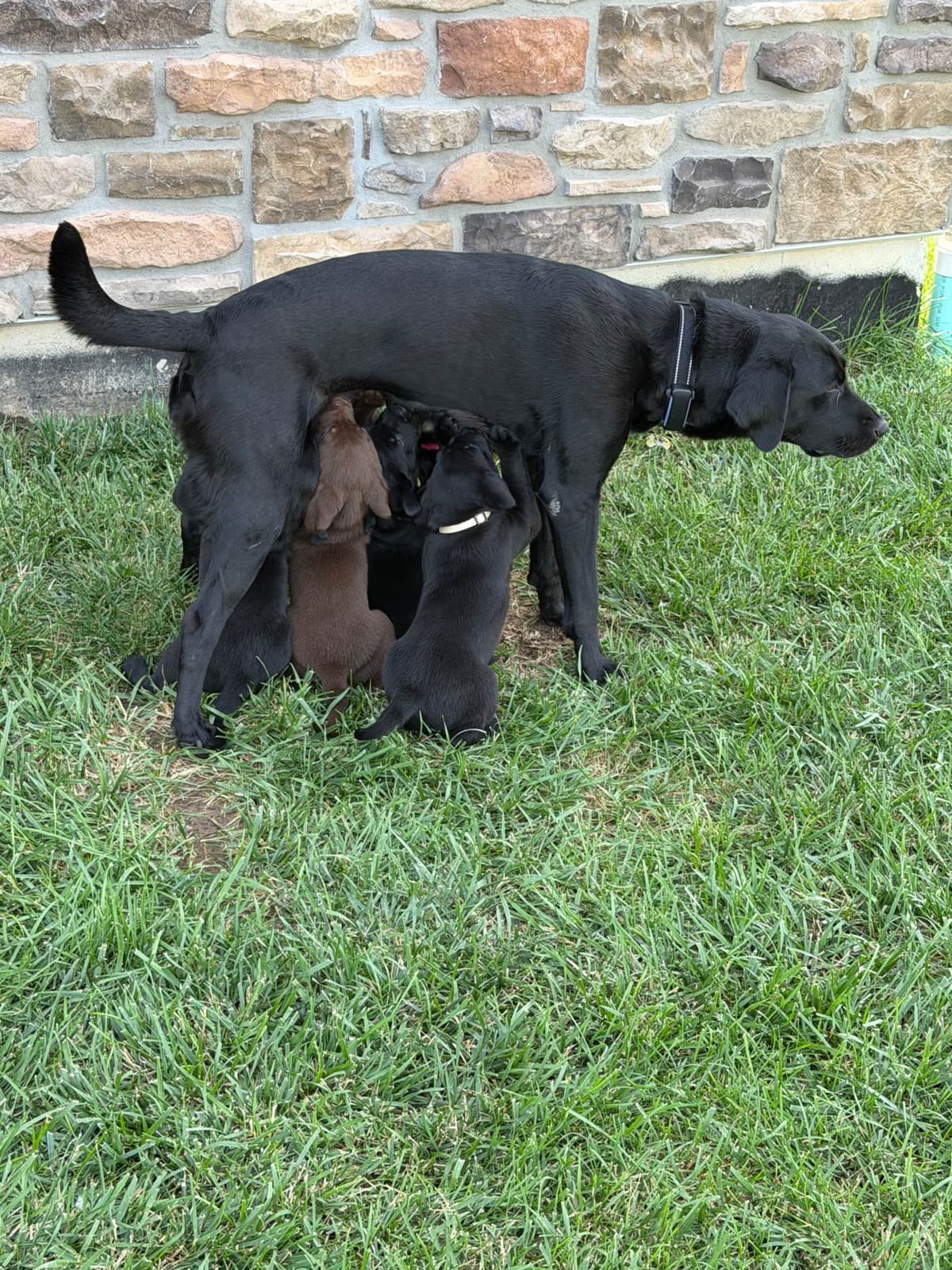 Labrador Retriever Puppies breeder image 12