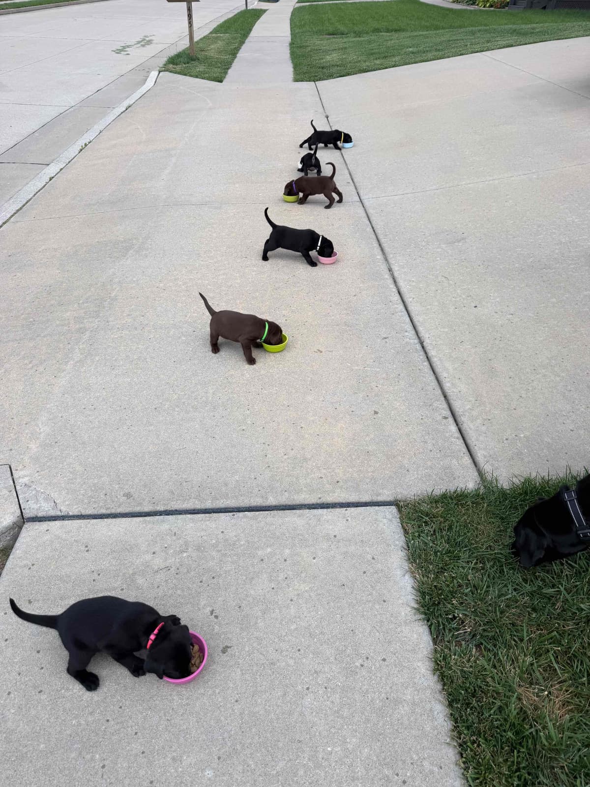 Labrador Retriever Puppies breeder image 13