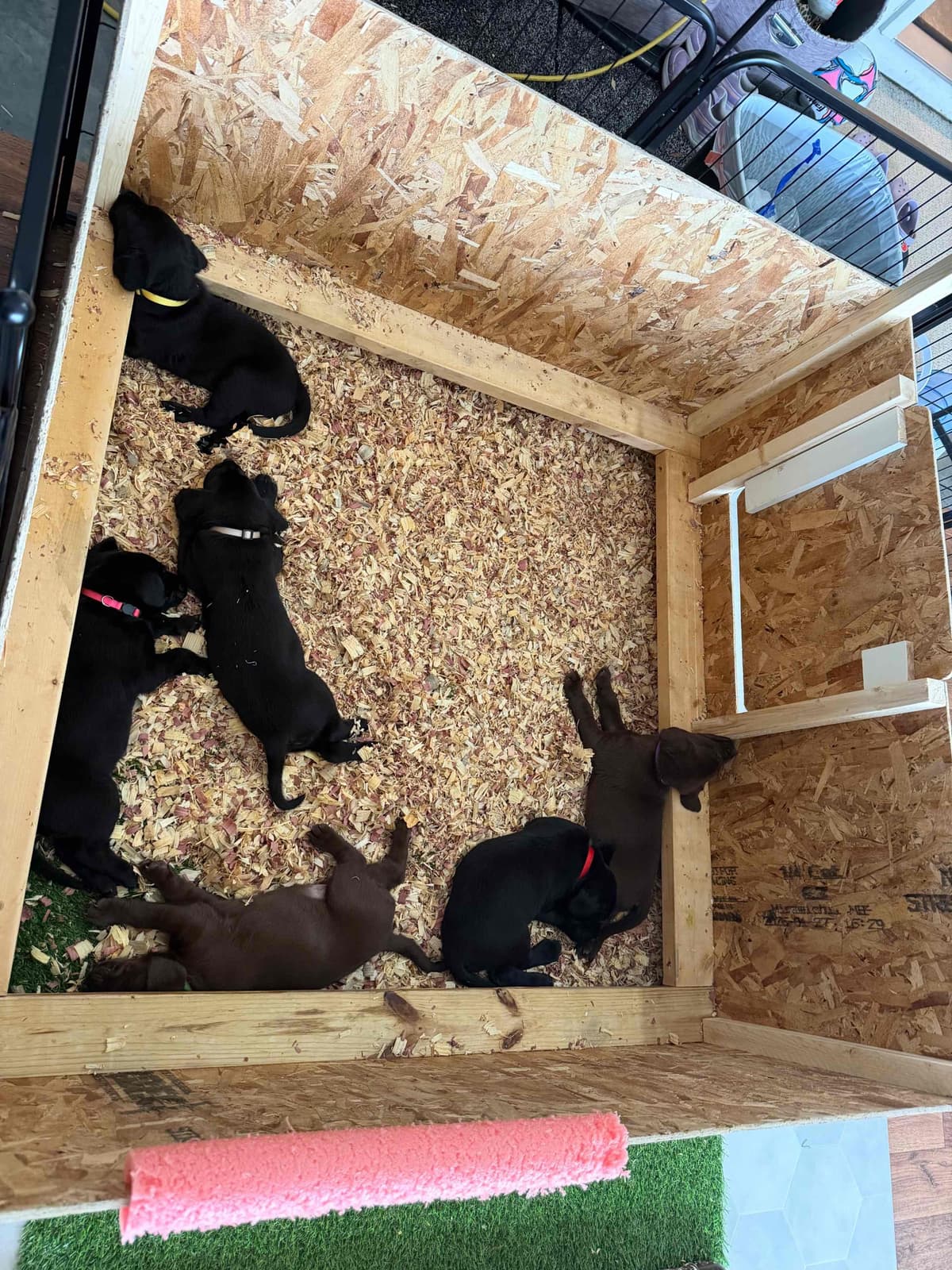 Labrador Retriever Puppies breeder image 15