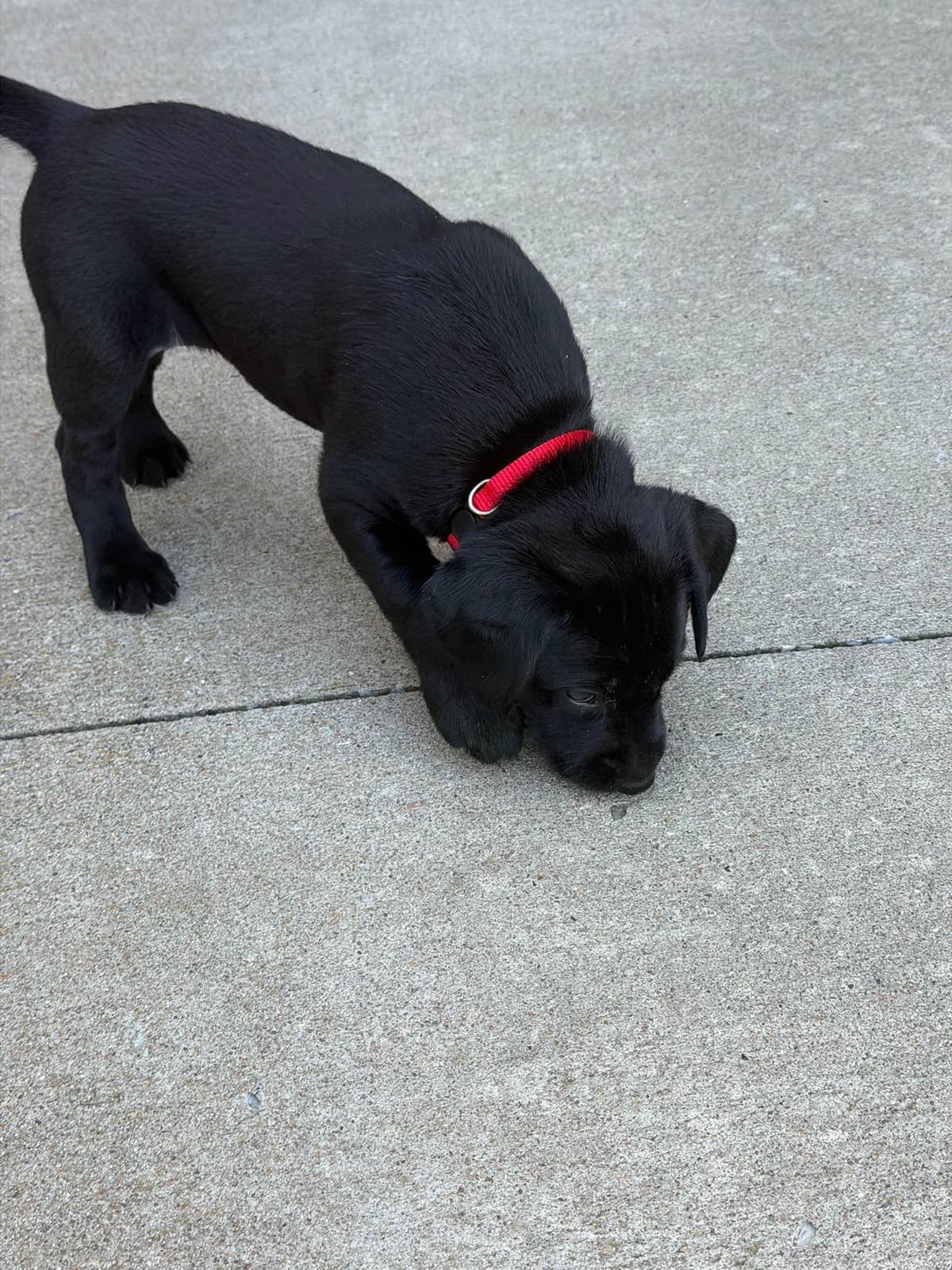 Labrador Retriever Puppies breeder image 19