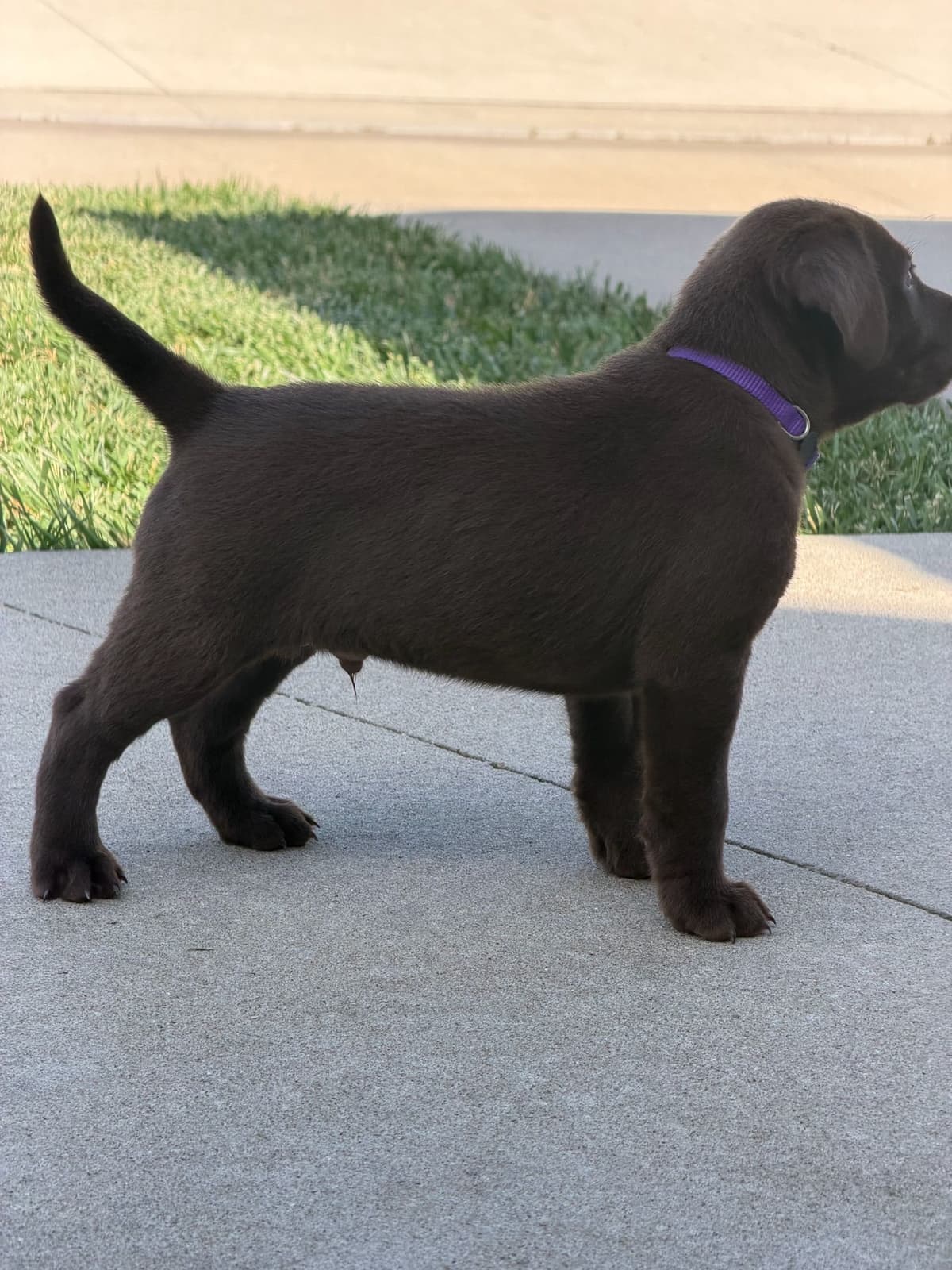 Labrador Retriever Puppies breeder image 20