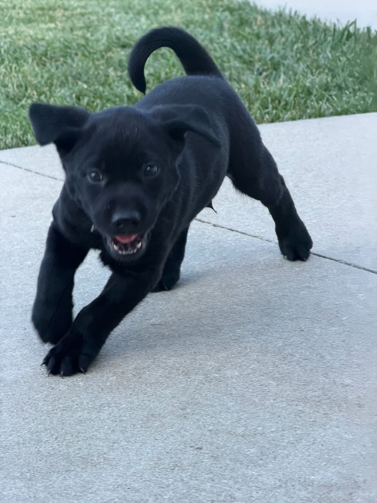 Labrador Retriever Puppies breeder image 18