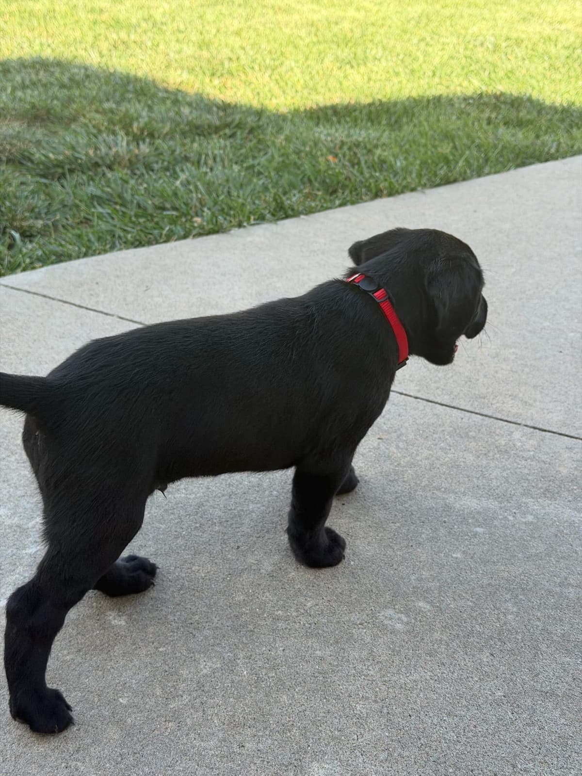 Labrador Retriever Puppies breeder image 21