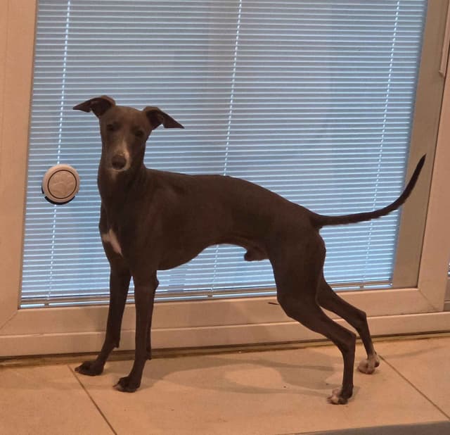 Italian Greyhound Puppies media 5