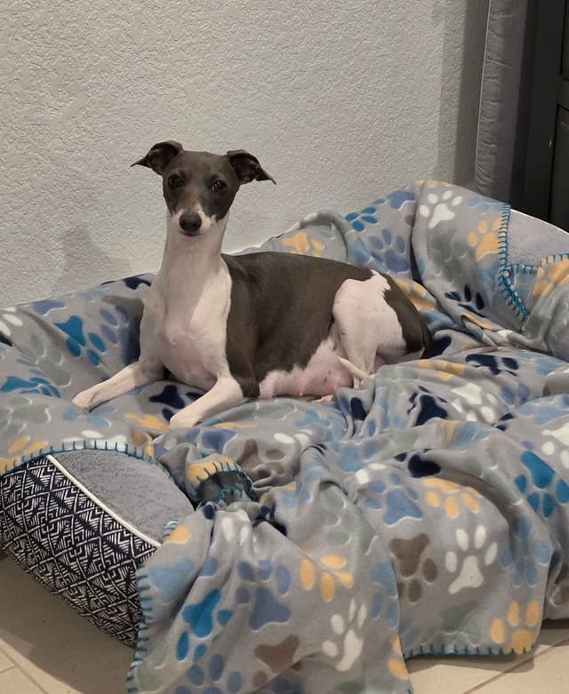 Italian Greyhound Puppies media 4