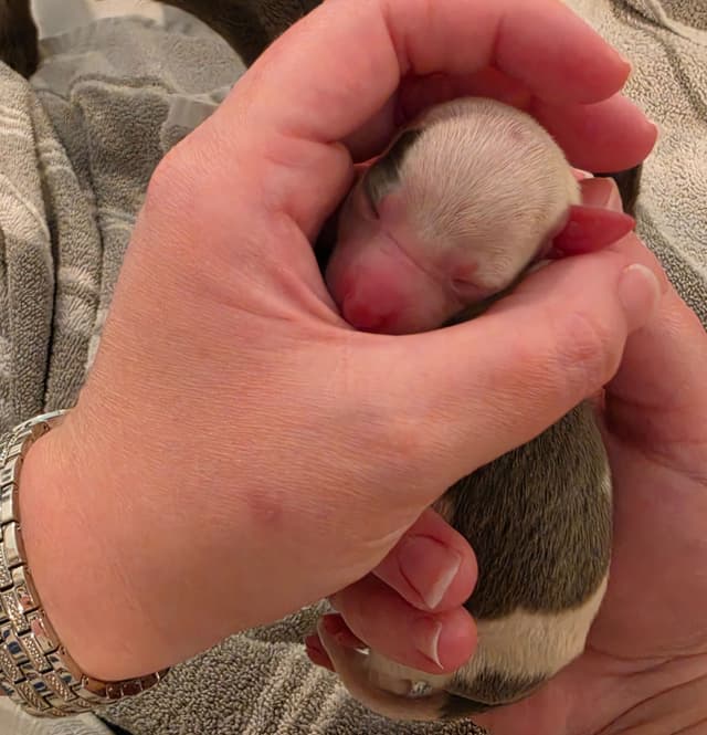 Italian Greyhound Puppies media 3