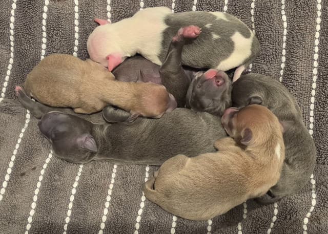 Italian Greyhound Puppies media 2