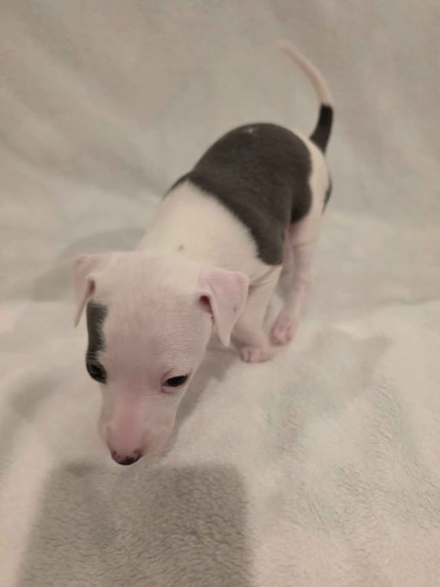 Italian Greyhound Puppies media 6
