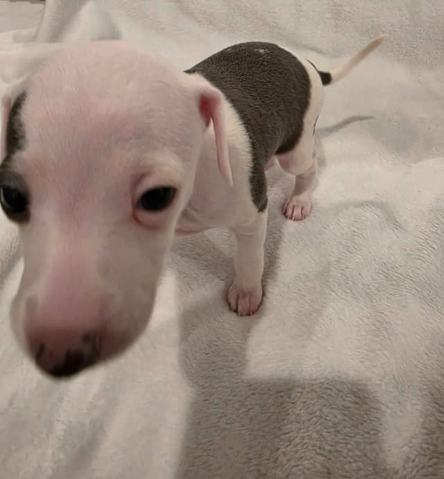 Italian Greyhound Puppies media 7