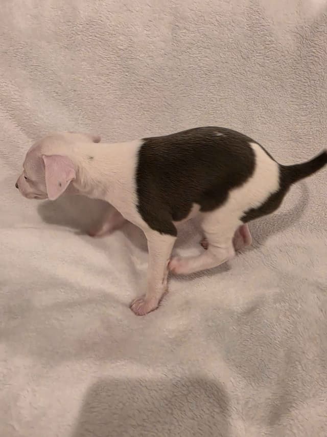 Italian Greyhound Puppies media 8