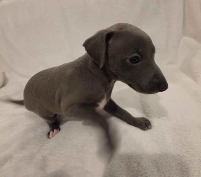 Italian Greyhound Puppies media 9