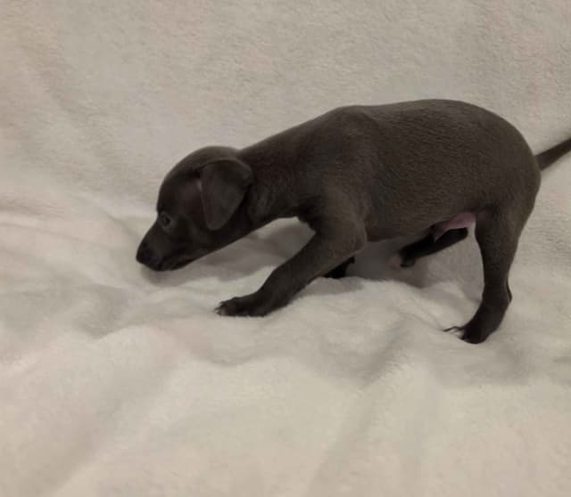 Italian Greyhound Puppies media 10