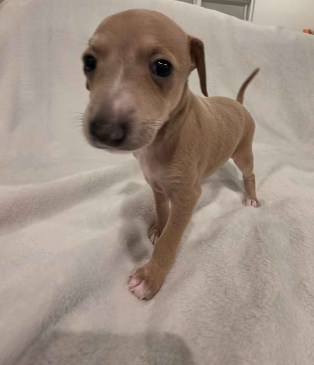 Italian Greyhound Puppies media 12